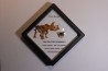 coffret dent de TRICERATOPS HORRIDUS