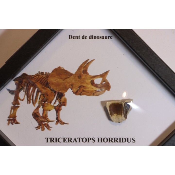 dinosaure tooth: TRICERATOPS HORRIDUS