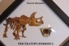 coffret dent de TRICERATOPS HORRIDUS