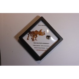 coffret dent de TRICERATOPS HORRIDUS