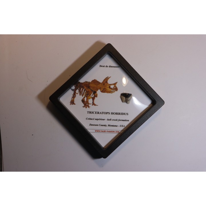 coffret dent de TRICERATOPS HORRIDUS