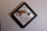 dinosaure tooth: TRICERATOPS HORRIDUS