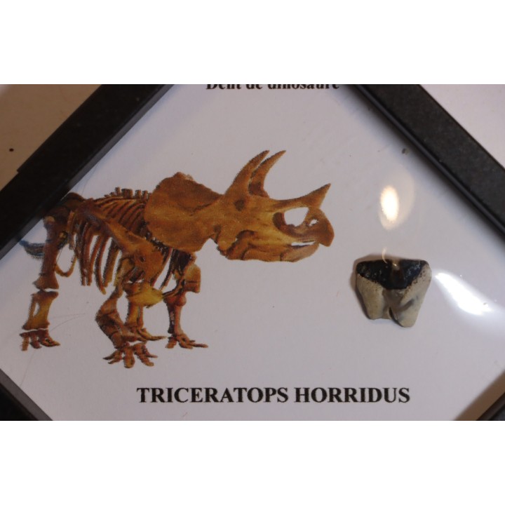 coffret dent de TRICERATOPS HORRIDUS