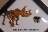 dinosaure tooth: TRICERATOPS HORRIDUS