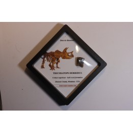 coffret dent de TRICERATOPS HORRIDUS