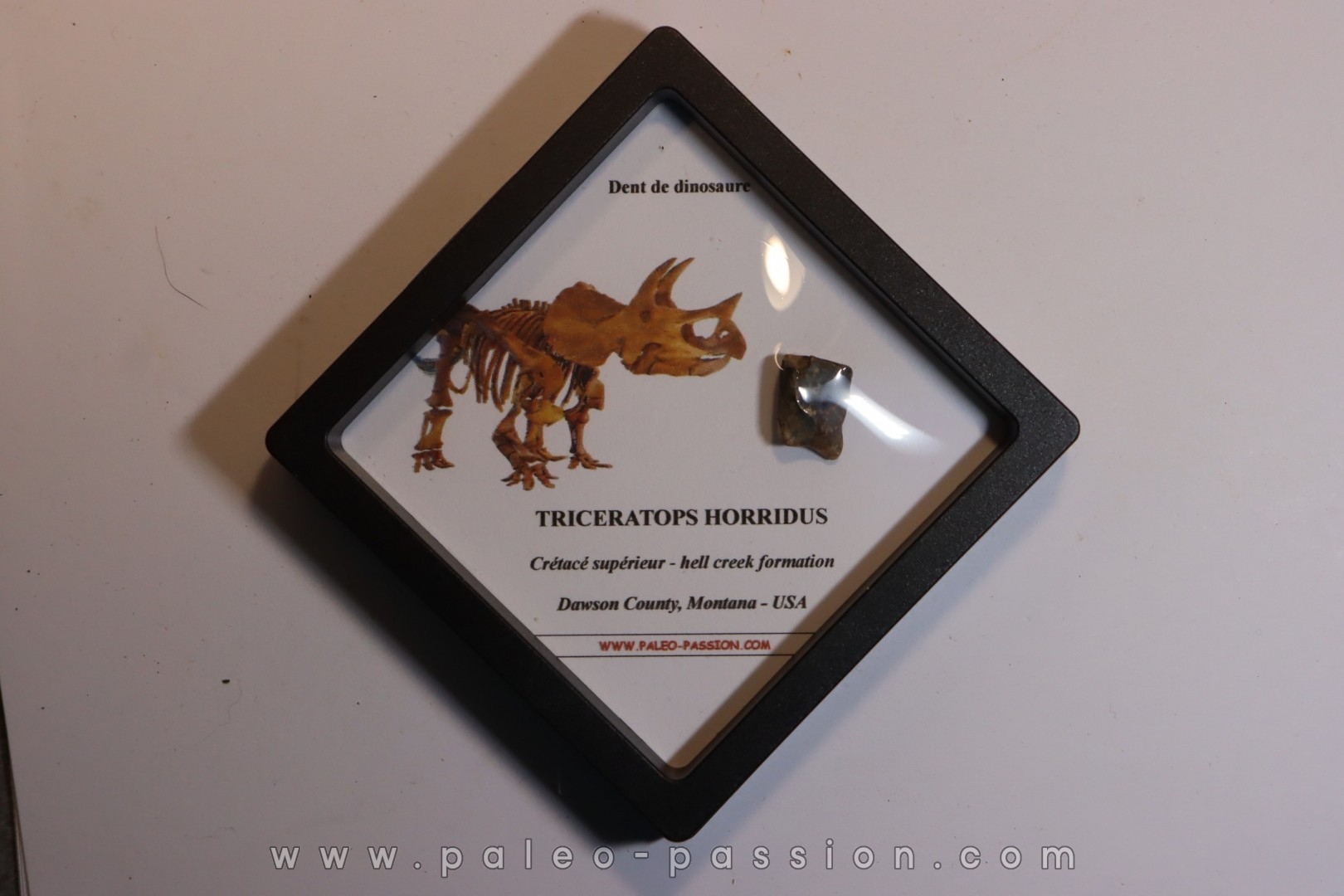 coffret dent de TRICERATOPS HORRIDUS