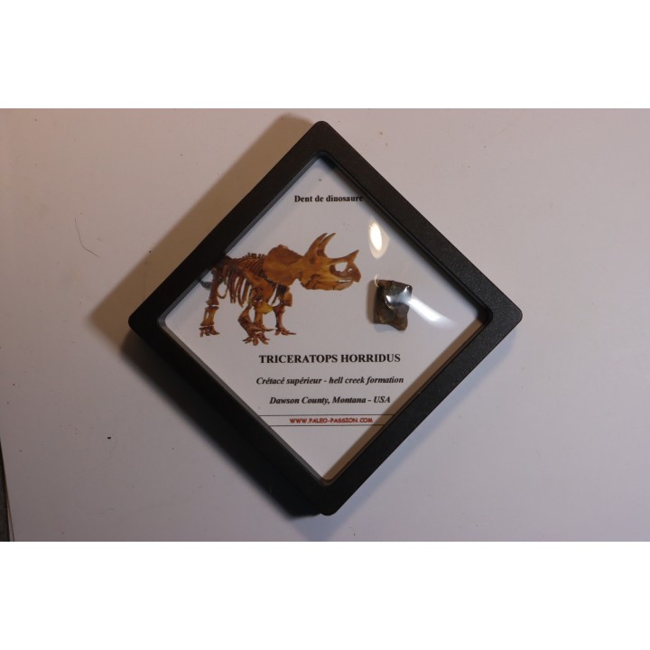 coffret dent de TRICERATOPS HORRIDUS
