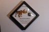 dinosaure tooth: TRICERATOPS HORRIDUS