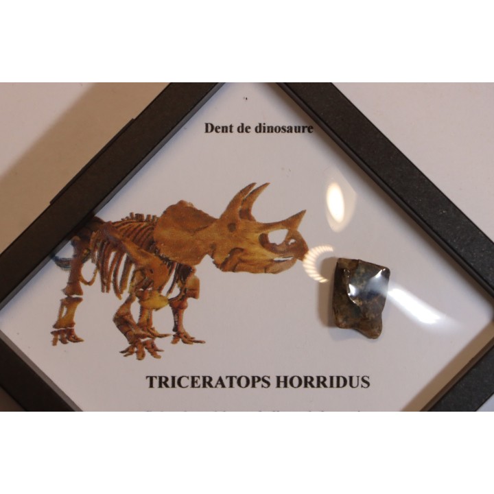 coffret dent de TRICERATOPS HORRIDUS
