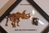 coffret dent de TRICERATOPS HORRIDUS