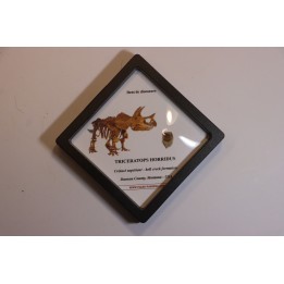 coffret dent de TRICERATOPS HORRIDUS