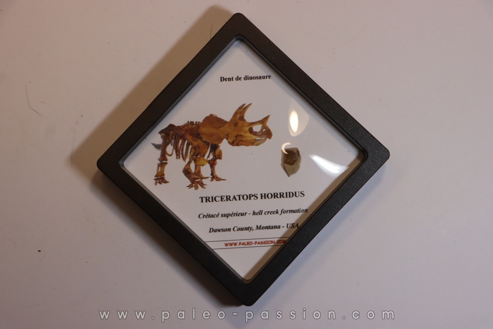 coffret dent de TRICERATOPS HORRIDUS