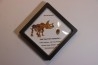 coffret dent de TRICERATOPS HORRIDUS