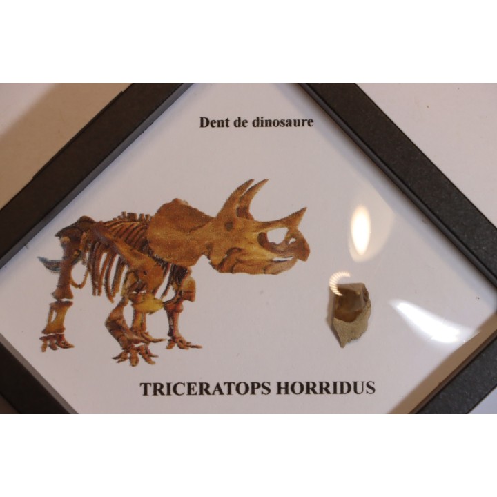 dinosaure tooth: TRICERATOPS HORRIDUS