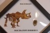 dinosaure tooth: TRICERATOPS HORRIDUS