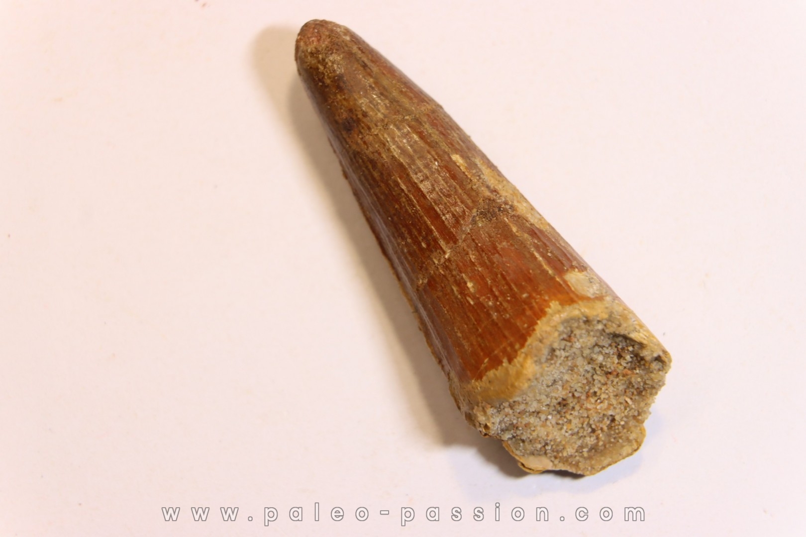 dent de dinosaure SPINOSAURUS AEGYPTIACUS