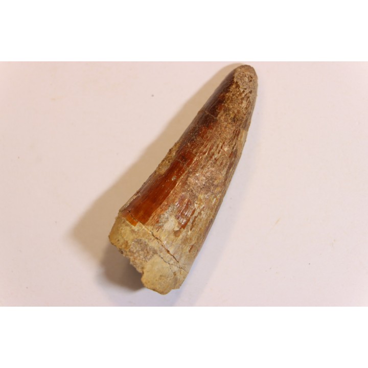 dent de dinosaure SPINOSAURUS AEGYPTIACUS