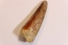 dent de dinosaure SPINOSAURUS AEGYPTIACUS