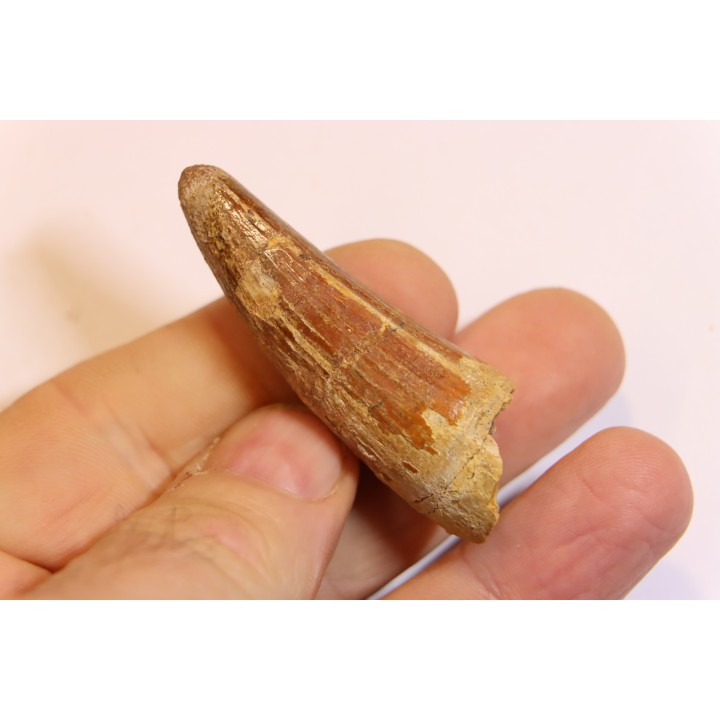 SPINOSAURUS AEGYPTIACUS