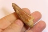 SPINOSAURUS AEGYPTIACUS