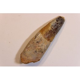 SPINOSAURUS AEGYPTIACUS