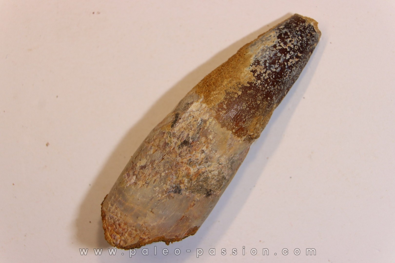 dent de dinosaure SPINOSAURUS AEGYPTIACUS