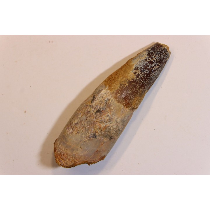 SPINOSAURUS AEGYPTIACUS