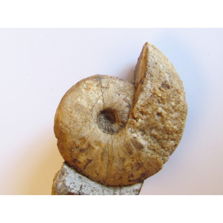 FRECHIELLA subcarinata 