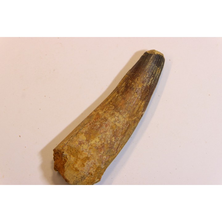 dent de dinosaure SPINOSAURUS AEGYPTIACUS