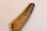 dent de dinosaure SPINOSAURUS AEGYPTIACUS