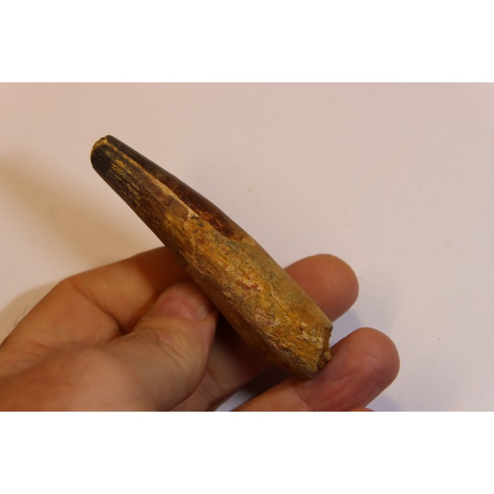 dent de dinosaure SPINOSAURUS AEGYPTIACUS