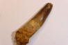 dent de dinosaure SPINOSAURUS AEGYPTIACUS
