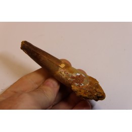 dent de dinosaure SPINOSAURUS AEGYPTIACUS