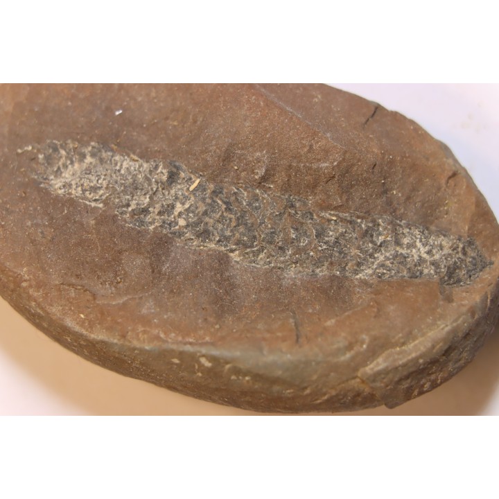 Nodule de fougère: LEPIDOSTROBUS - Wetphalian - Lancashire - UK