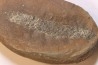 Nodule de fougère: LEPIDOSTROBUS - Wetphalian (carbonifère sup.) - Lancashire - UK