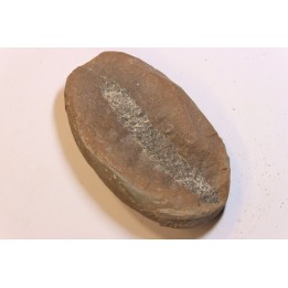 Nodule de fougère: LEPIDOSTROBUS - Wetphalian - Lancashire - UK