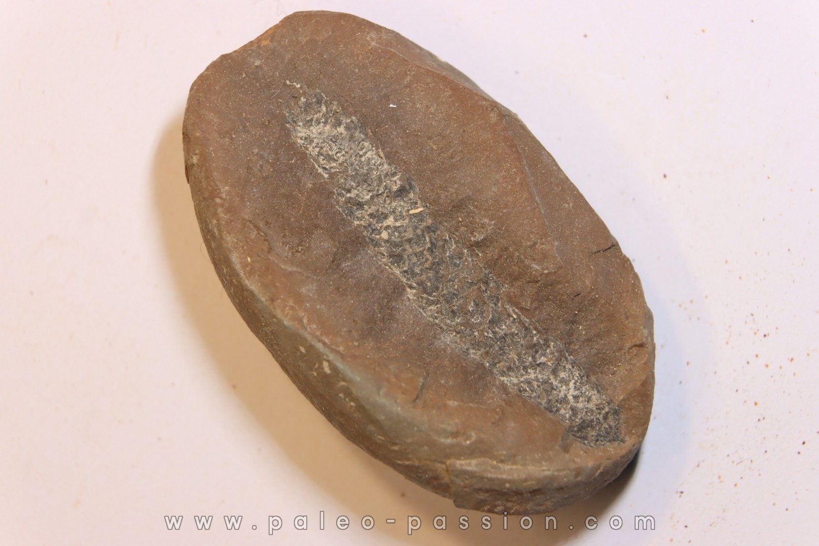 Nodule de fougère: LEPIDOSTROBUS - Wetphalian (carbonifère sup.) - Lancashire - UK