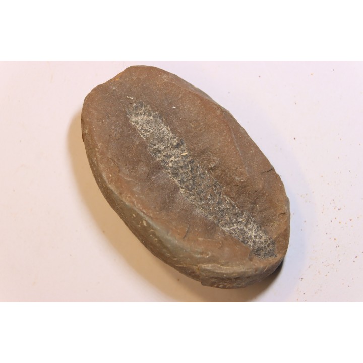 Nodule de fougère: LEPIDOSTROBUS - Wetphalian - Lancashire - UK
