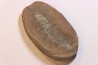 Nodule de fougère: LEPIDOSTROBUS - Wetphalian (carbonifère sup.) - Lancashire - UK