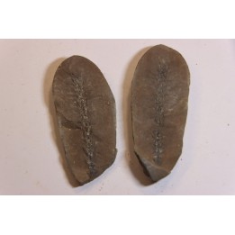 Nodule de fougère: BOTHRIODENDRON - Wetphalian - Lancashire - UK