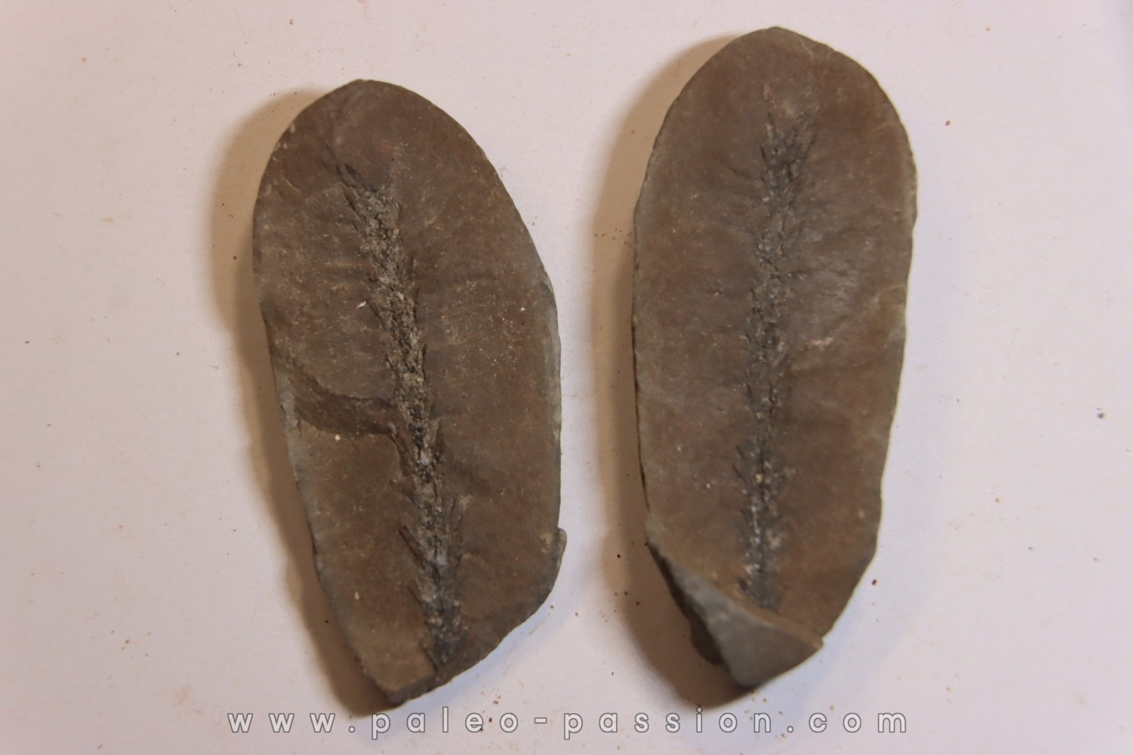 Nodule de fougère: BOTHRIODENDRON - Wetphalian (carbonifère sup.) - Lancashire - UK