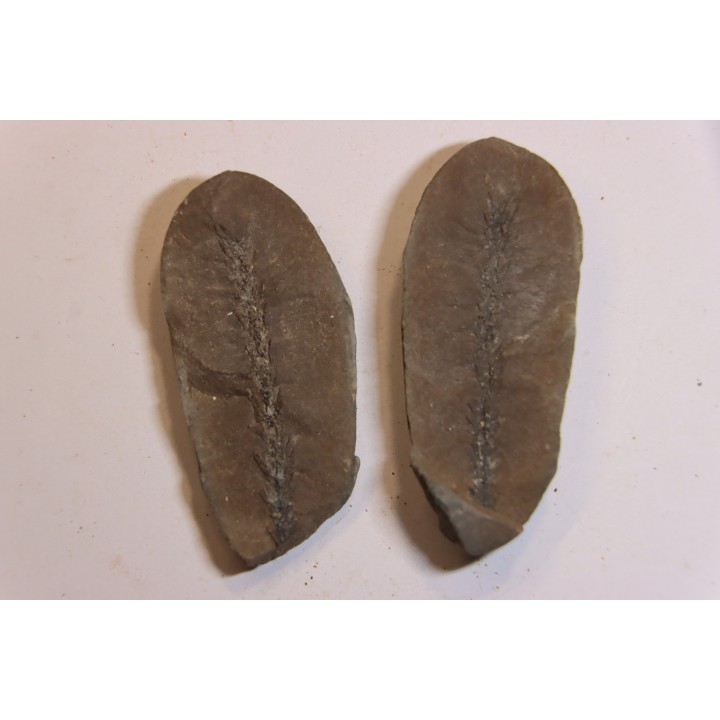 Nodule de fougère:  BOTHRIODENDRON - Wetphalian (carbonifère sup.) - Lancashire - UK