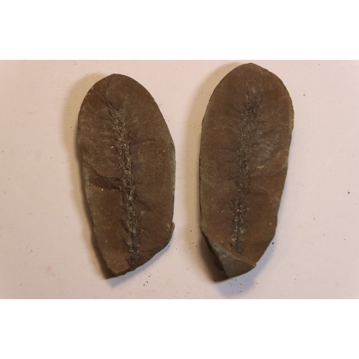 Nodule de fougère:  BOTHRIODENDRON - Wetphalian (carbonifère sup.) - Lancashire - UK