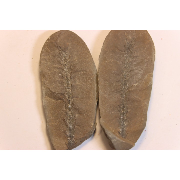 Nodule de fougère:  BOTHRIODENDRON - Wetphalian (carbonifère sup.) - Lancashire - UK