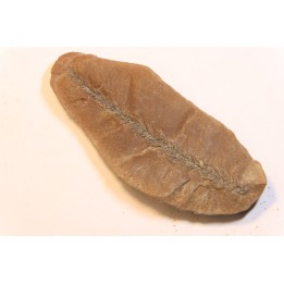 Nodule de fougère:  BOTHRIODENDRON - Wetphalian (carbonifère sup.) - Lancashire - UK