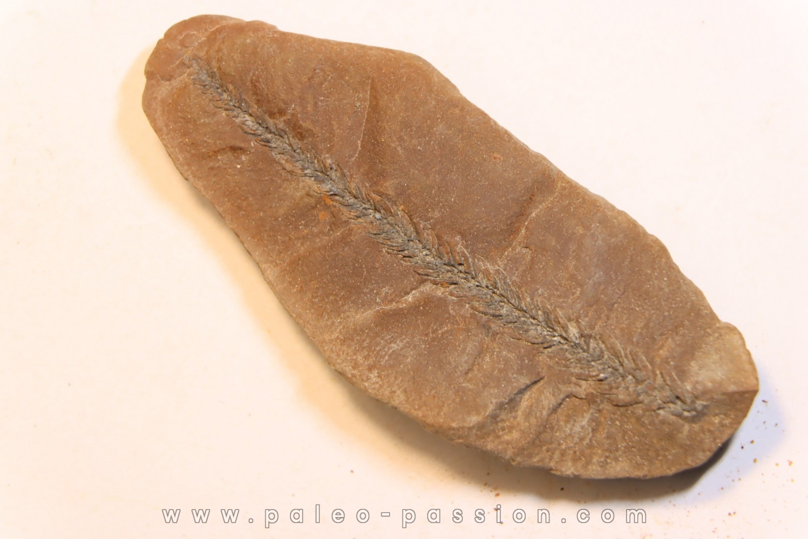 Nodule de fougère: BOTHRIODENDRON - Wetphalian (carbonifère sup.) - Lancashire - UK