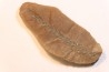 Nodule de fougère: BOTHRIODENDRON - Wetphalian (carbonifère sup.) - Lancashire - UK