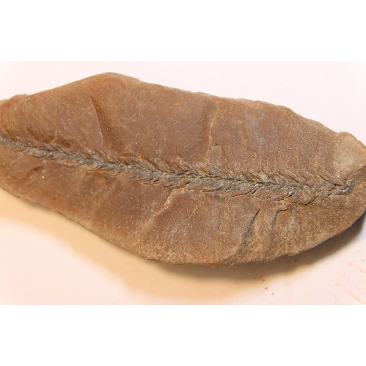 Nodule de fougère: BOTHRIODENDRON - Wetphalian - Lancashire - UK