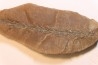 Nodule de fougère: BOTHRIODENDRON - Wetphalian (carbonifère sup.) - Lancashire - UK
