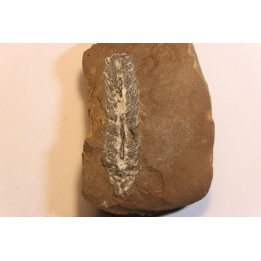 Nodule de fougère:  LEPIDOSTROBUS - Wetphalian (carbonifère sup.) - Lancashire - UK